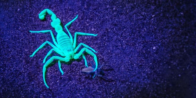 desert scorpion night safari